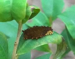 Trypanophora semihyalina