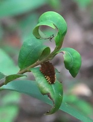 Trypanophora semihyalina