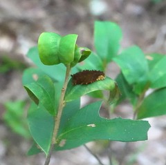 Trypanophora semihyalina