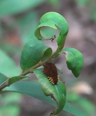 Trypanophora semihyalina