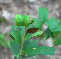 Trypanophora semihyalina