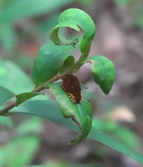 Trypanophora semihyalina