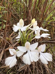 Pecteilis