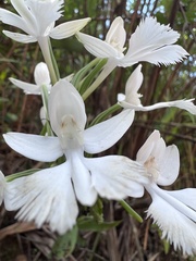 Pecteilis