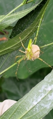 Peucetia formosensis