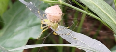 Peucetia formosensis