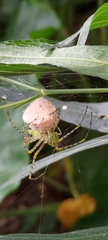 Peucetia formosensis