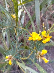 Pultenaea glabra