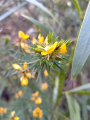 Pultenaea glabra