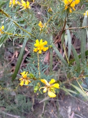 Pultenaea glabra