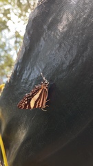 Dodona deodata