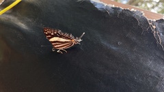 Dodona deodata