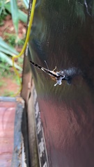 Dodona deodata