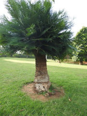 Cycas circinalis