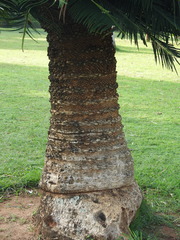 Cycas circinalis
