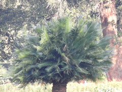 Cycas circinalis