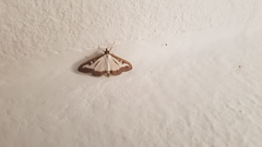 Cydalima perspectalis