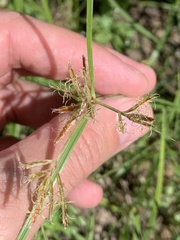 Cyperus amabilis