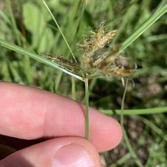 Cyperus amabilis