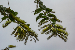 Combretum fruticosum