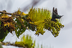 Combretum fruticosum