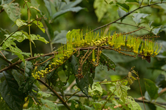 Combretum fruticosum