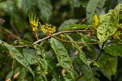 Combretum fruticosum