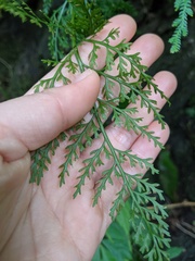 Asplenium ritoense