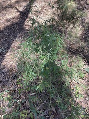 Olearia viscidula