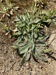 Plantago myosuros