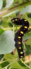Oraesia emarginata