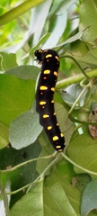 Oraesia emarginata