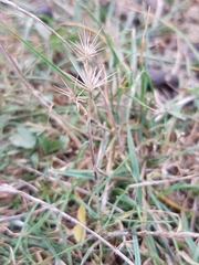 Hordeum geniculatum