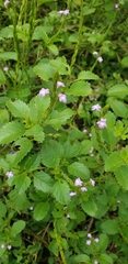 Duranteae