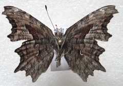 Polygonia gracilis