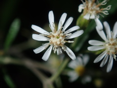 Olearia viscidula