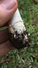 Amanita franchetii