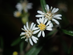 Olearia viscidula