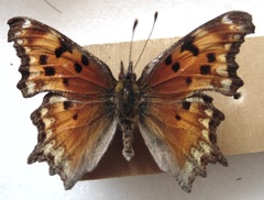 Polygonia gracilis