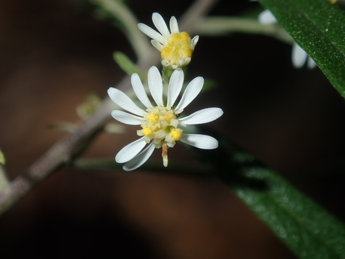 Image of Olearia viscidula by (c) Thomas Mesaglio, some rights reserved (CC BY)