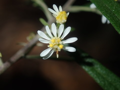 Olearia viscidula