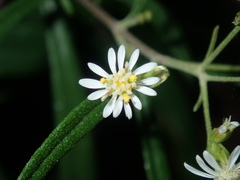 Olearia viscidula
