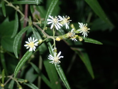 Olearia viscidula