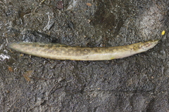 Mastacembelus armatus