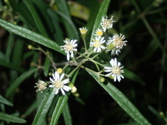Olearia viscidula