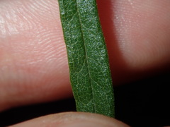 Olearia viscidula