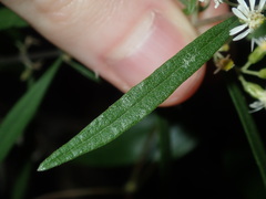 Olearia viscidula