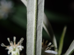 Olearia viscidula
