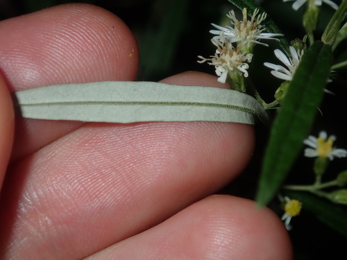 Image of Olearia viscidula by (c) Thomas Mesaglio, some rights reserved (CC BY)
