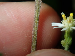 Olearia viscidula